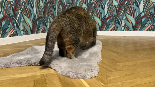 Cat tramples the carpet on floor with its paws. Cat kneads the blanket with its paws. Beautiful Cat eyes nose, face with whiskers close up.  British chinchilla cat face. Cats and pet.