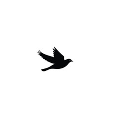 Silhouette of a Bird in Flight