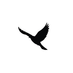 Silhouette of a bird in flight