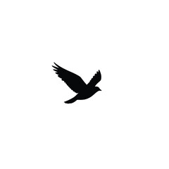 Silhouette of a Bird in Flight