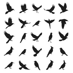 Various Bird Silhouettes in Flight and Perched