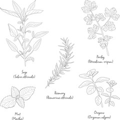 Set of herbs used in kitchen with English and Latin names, outlines of herbs leaves