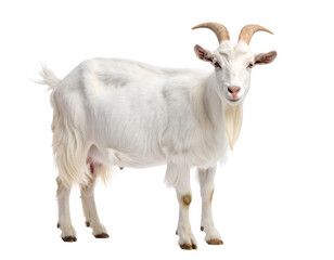 A pristine white goat with elegant horns and a distinguished beard stands poised and observant.