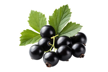 Fototapeta premium Fresh Blackcurrant Berries with Green Foliage Transparent PNG