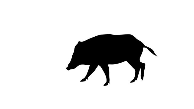Animation with a wild boar walking on the white background (seamless loop)