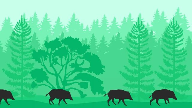 Animation with wild boars walking in the forest (seamless loop)