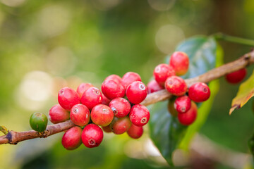 red raw coffee beans on the brances of the coffee tree in the plantation north of chiang mai thailand,