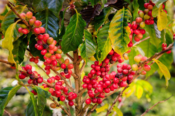 red raw coffee beans on the brances of the coffee tree in the plantation north of chiang mai thailand,