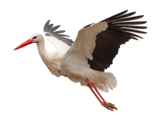 A magnificent stork soars gracefully through the sky, its wings outstretched in full flight,