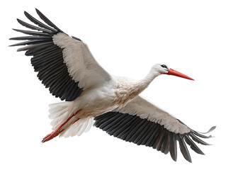 Fototapeta premium A pristine white stork glides gracefully through the air, its magnificent wings outstretched in a display of nature's aerial prowess.
