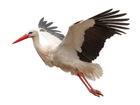 A magnificent stork soars gracefully through the sky, its wings outstretched in full flight,