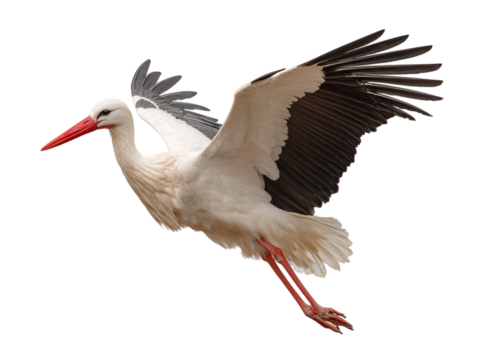 A magnificent stork soars gracefully through the sky, its wings outstretched in full flight,