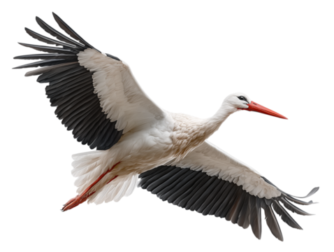 A pristine white stork glides gracefully through the air, its magnificent wings outstretched in a display of nature's aerial prowess.