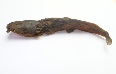 Dried catfish isolated on white background – traditional preserved fish from Indonesia