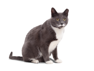 Relaxed mustache cat with white background. Front view of gray tuxedo cat with white mustache markings and yellow eyes. Full body of male short hair cat with tipped left ear. Selective focus.