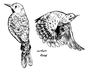 Black and white ink sketch of a Northern Flicker in perched and flight poses. Detailed hand-drawn artwork suitable for bird guides, vintage decor, wildlife prints, and nature illustration collections.