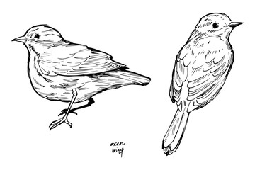 Ink drawing of an ovenbird in perched poses, hand-drawn in black and white. Ideal for vintage nature prints, bird books, wildlife art, and botanical or scientific illustration projects.