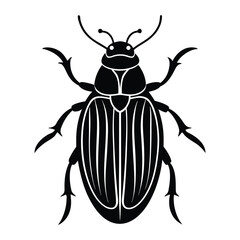 colorado potato beetle