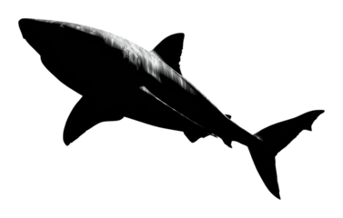 Shark swimming action in ocean silhouette underwater perspective