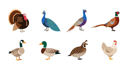 Fototapeta premium Vector different types of poultry birds illustration including turkey peacock pheasant duck goose quail chicken
