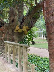 Jackfruit Tree with Stone Fence in Botanical Garden