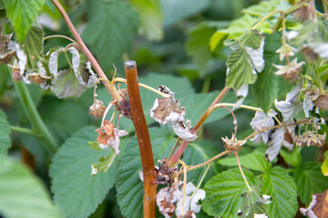 Sick leaves of raspberries, raspberry A closeup of raspberry plant blossoms and leaves, showcasing natures beauty in spring. garden garden, organic berries