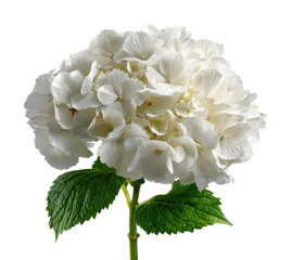 Delicate white hydrangea flower nature botanical