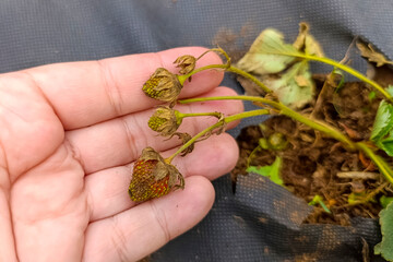 dry leaves and berries of strawberries, Strawberry leaves disease A closeup of a hand inspecting a...