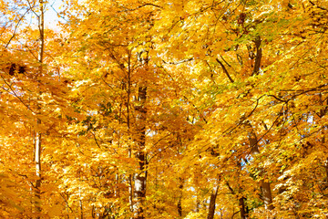 Orange and yellow fall leaves. Fall season colors. Nature in autumn. Fall weather outdoor. Leaves...