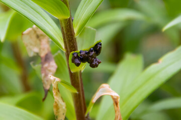 Pests of pests destroy the crop of lily and other plants A vibrant butterfly rests on a green plant, showcasing natures beauty. garden garden, organic berries