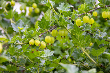 Green, not ripe gooseberries, a bush of organic lactic in an unheated garden Green, not ripe gooseberries, a bush of organic lactic in an unheated garden