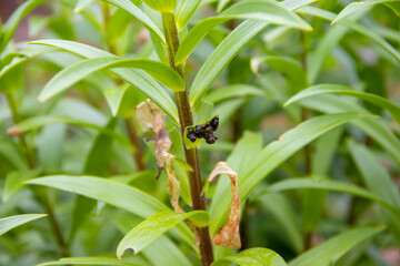 Pests of pests destroy the crop of lily and other plants A closeup view of a green plant featuring...
