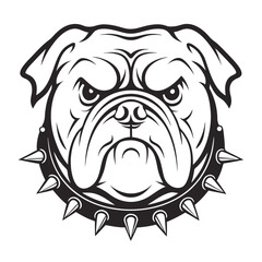 Obraz premium Fierce Bulldog Head Wearing Spiked Collar 