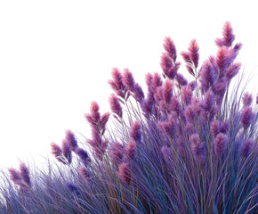 Floral display of purple pampas grass against a
