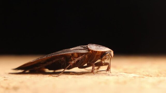 Side view of Egyptian Sand Cockroach cleaning its antennae on a rock in the Syrian desert. Ideal for insect behavior research, desert wildlife, biological studies, and educational or documentary use.