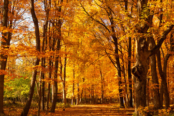 Natural fallen leaves. Autumnal leaves on tree. Autumnal season nature. Bright color fall. Mood of...