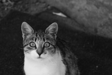 Gato callejero mirando directamente a la cámara