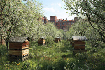 Beehive orchard urban blooming spring green wooden nature garden city Tranquil urban orchard with wooden beehives beneath blooming trees lush green grass and historic brick building background