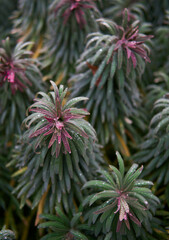 Wet Purple Spurge Foliage - Close-up of Green and Pink Leaves with Raindrops