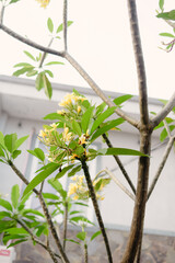 Captivating Frangipani Bloom: Botanical Beauty in Natural Light, Branching Elegance and Delicate