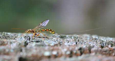 Megarhyssa perlata, Unique Parasitoid Of Horntail Wasps Larvae In wood, trunks of Trees. Large wasp with a long ovipositor for laying eggs.