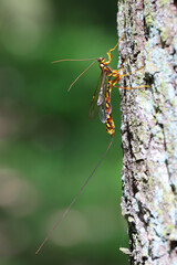 Megarhyssa perlata, Unique Parasitoid Of Horntail Wasps Larvae In wood, trunks of Trees. Large wasp with a long ovipositor for laying eggs.