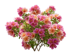 Obraz premium Blooming azaleas display at botanical garden nature vibrant colors