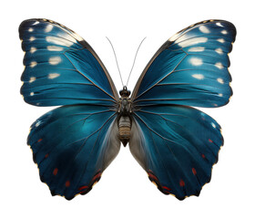 Vibrant blue butterfly nature calm environment aesthetic beauty