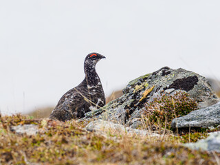 Male rock ptarmigan in summer plumage on Njulla mountain, Abisko