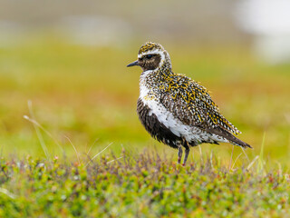 Golden plover in breeding plumage on Njulla mountain, Abisko