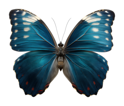 Vibrant blue butterfly nature calm environment aesthetic beauty