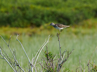 Common Greenshank standing alert in Abisko wetlands