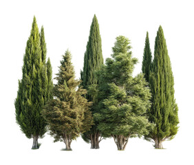 Growing green diverse trees in natural landscape environment