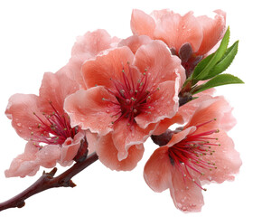 Cherry blossom bloom in spring nature tranquil garden scene